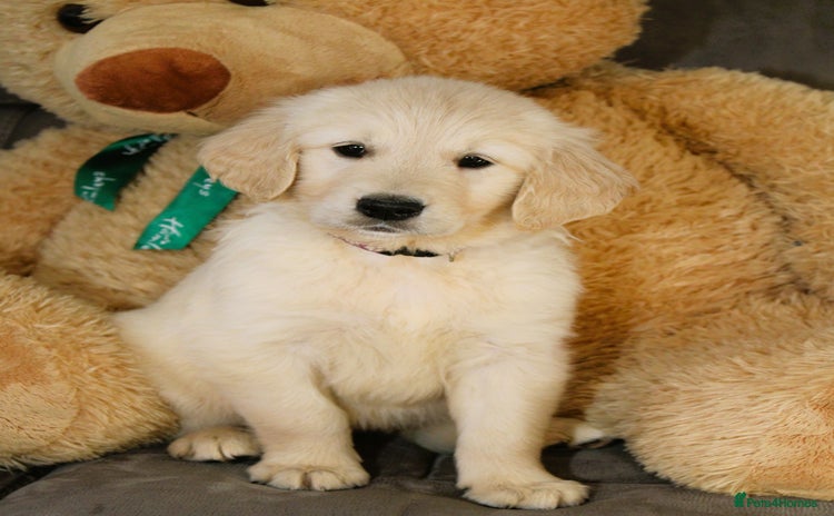 Golden Retriever dogs - Advert 9