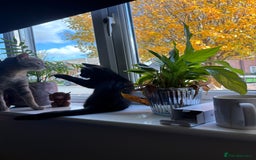 British Shorthair cats for sale: Beautiful boy - Image 3