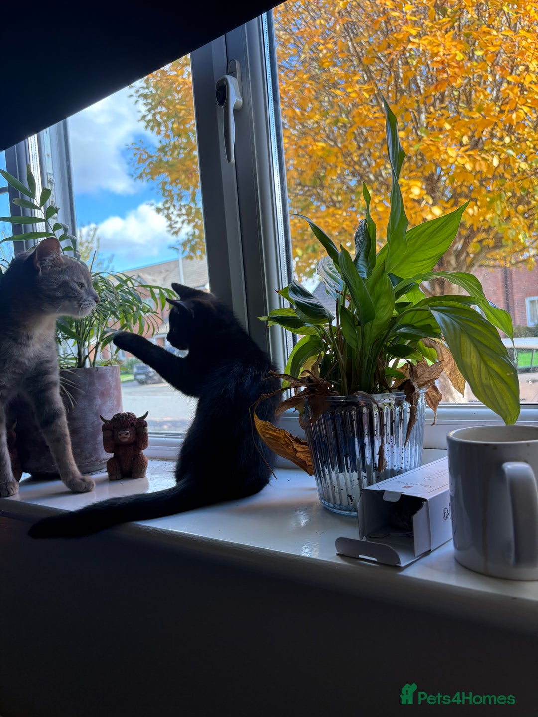 British Shorthair cats for sale: Beautiful boy - Image 3
