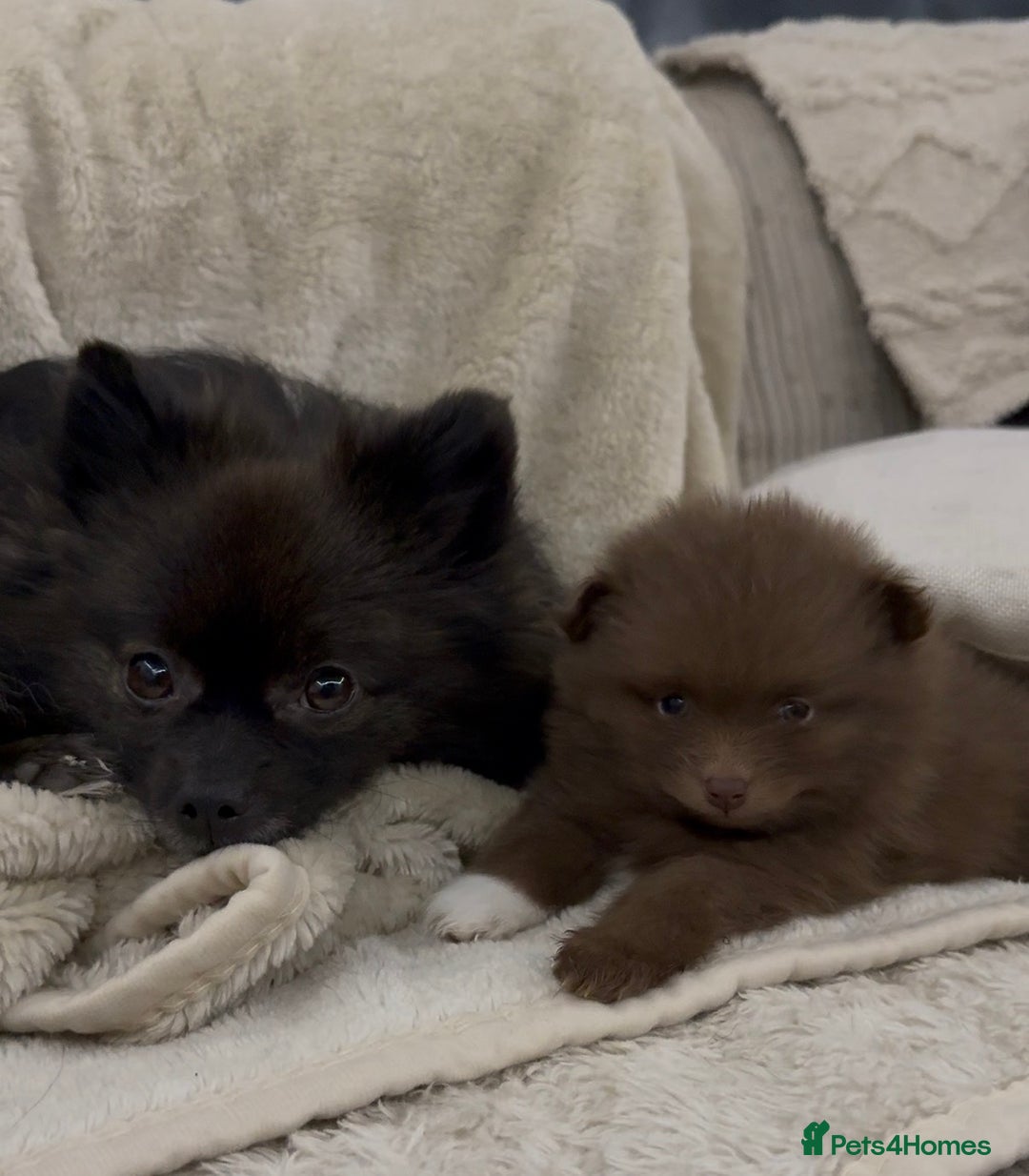 Pomeranian dogs for sale: Black Pomeranian Boy looking for his forever home - Advert 2