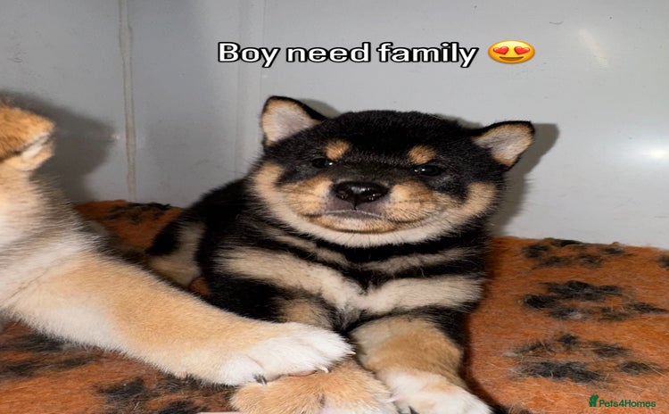 Japanese Shiba Inu dogs - Advert 2
