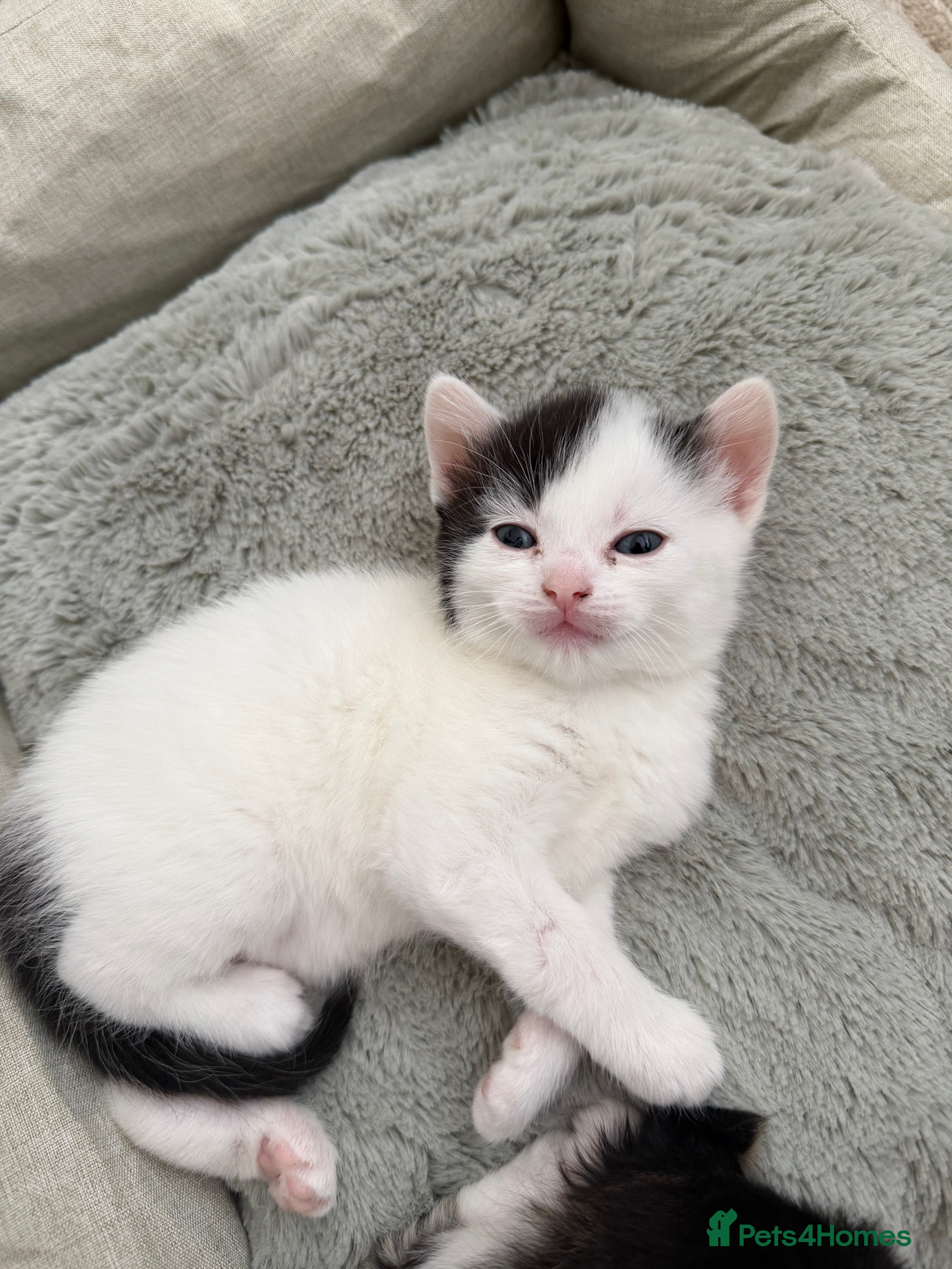 Mixed Breed cats for sale: Gorgeous, lovely Tabby kittens looking for home💕 - Advert 30