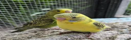 Budgerigars birds for sale: Baby budgies - Advert 1