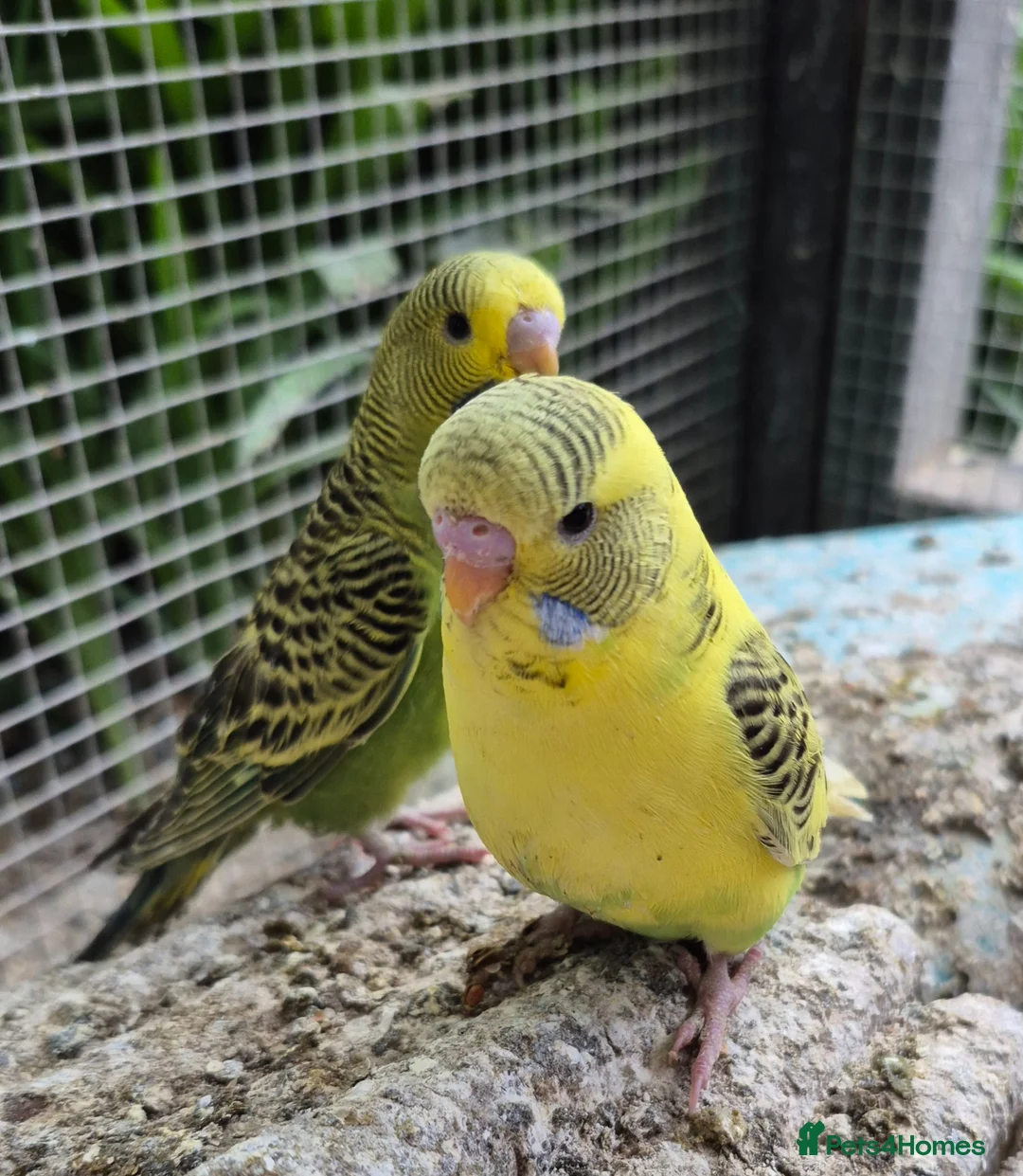 Budgerigars birds for sale: Baby budgies - Advert 1
