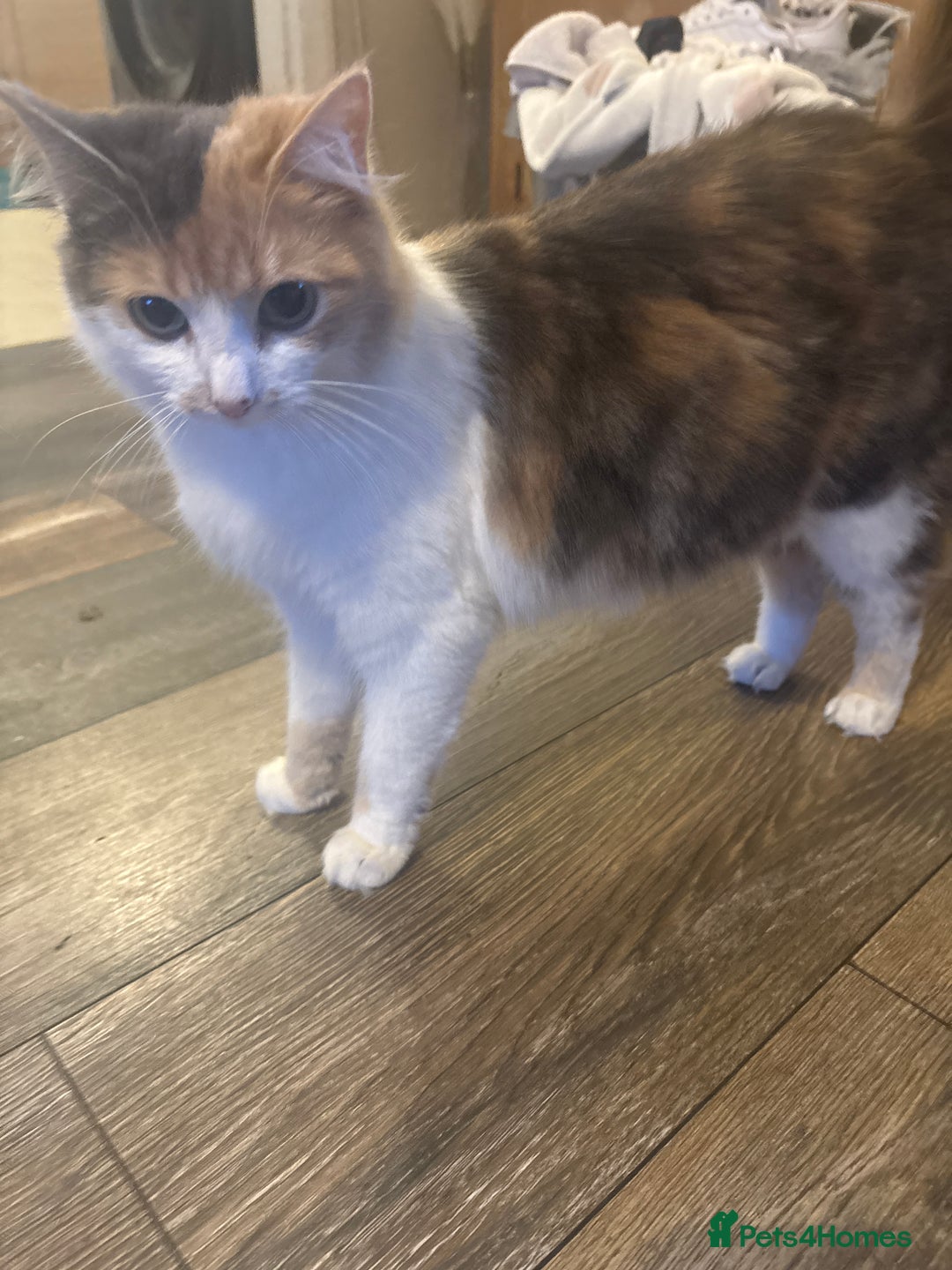 Mixed Breed cats for sale: 3 kittens in need of loving and caring homes - Advert 8