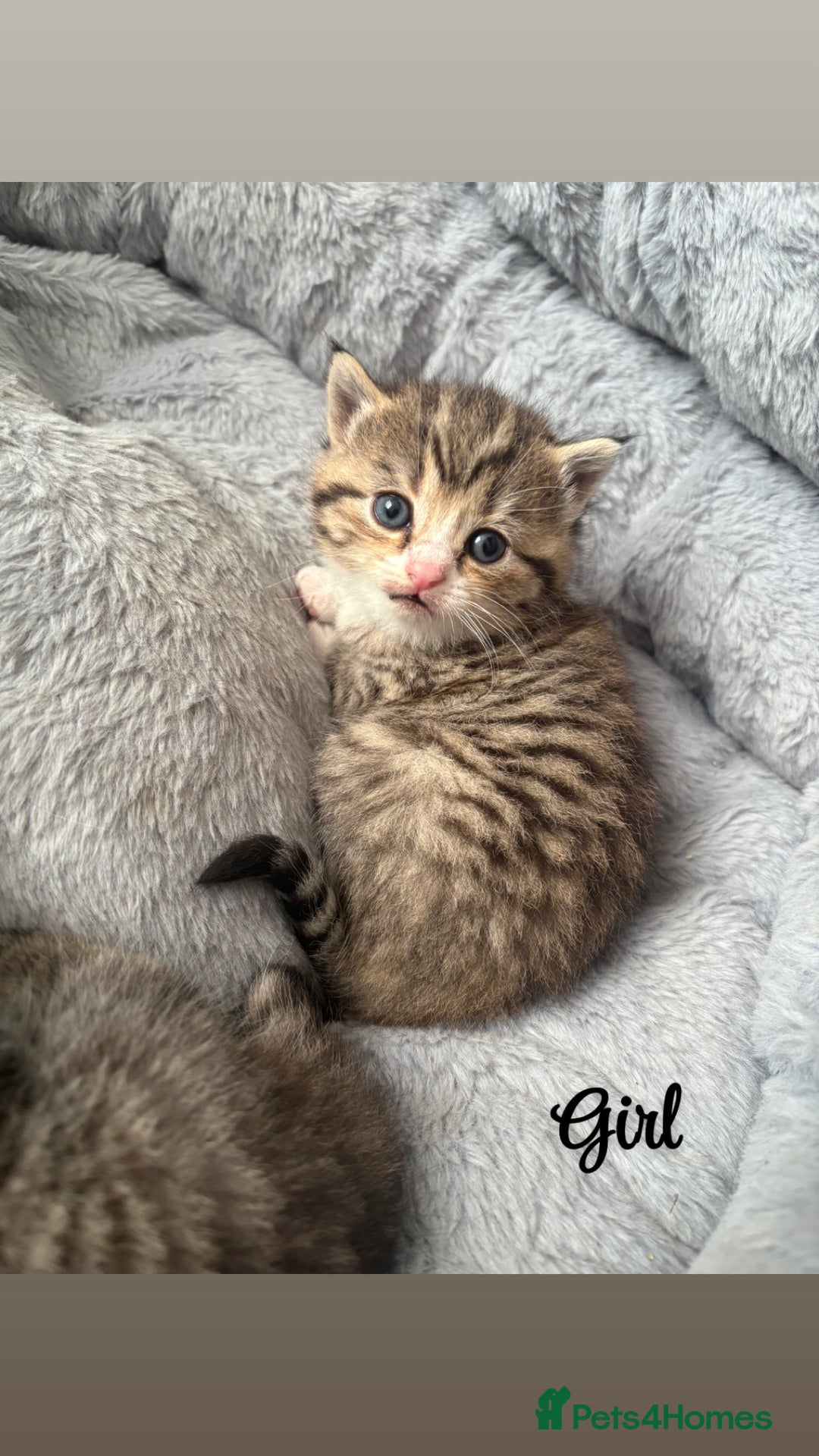 Siberian cats for sale: Beautiful British short hair x kittens  - Advert 8