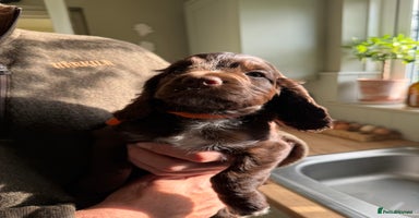 Cocker Spaniel dogs - Advert 16