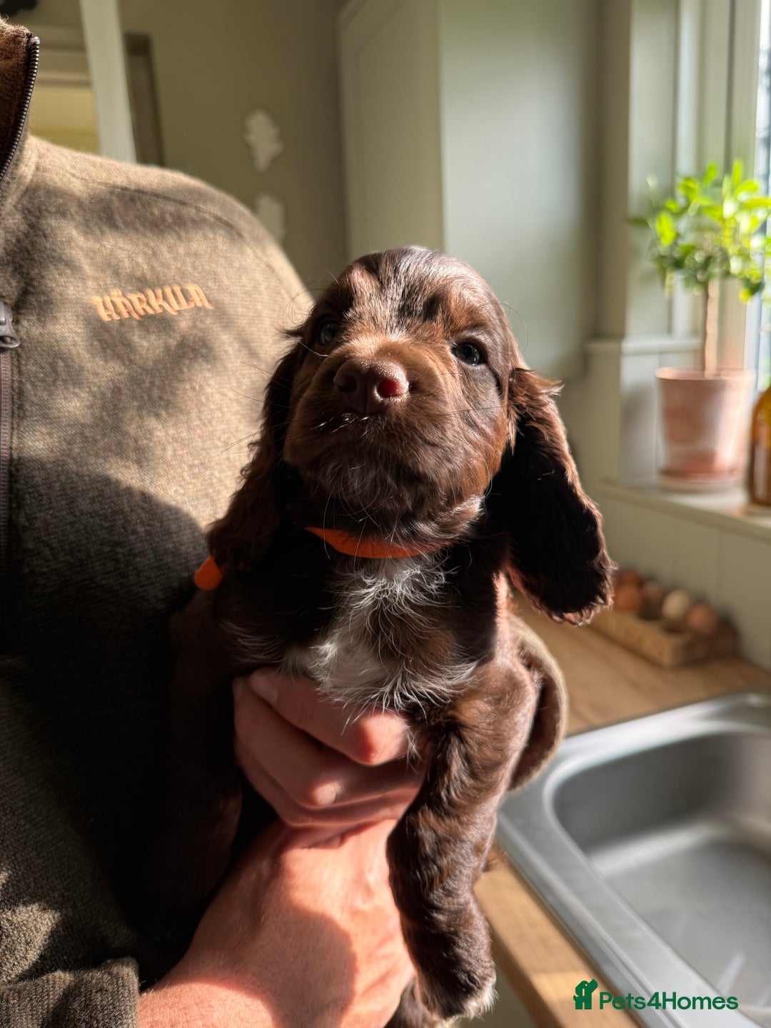 Cocker Spaniel dogs for sale: Litter of Working Cocker Puppies - 1 Dog Pup Left - Image 4