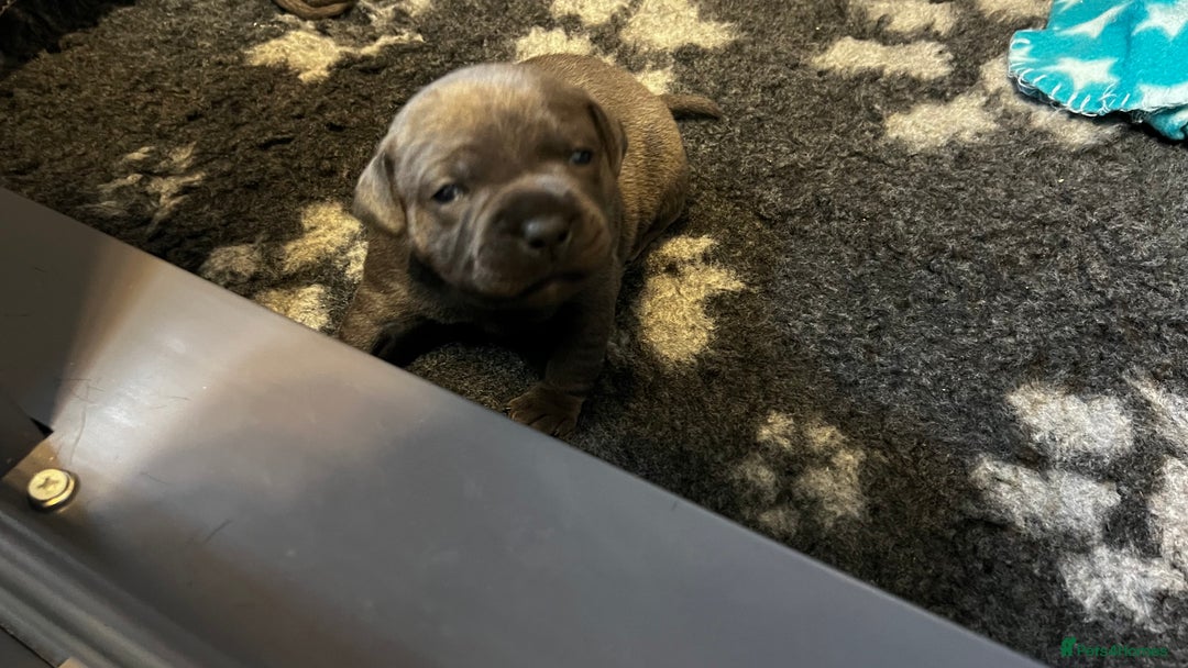 Staffordshire Bull Terrier dogs for sale: Blue Staffordshire Bull Terrier KC Registered  - Advert 5
