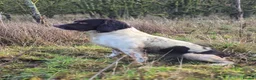 English Springer Spaniel dogs for stud: English springer spaniel at stud - Advert 3