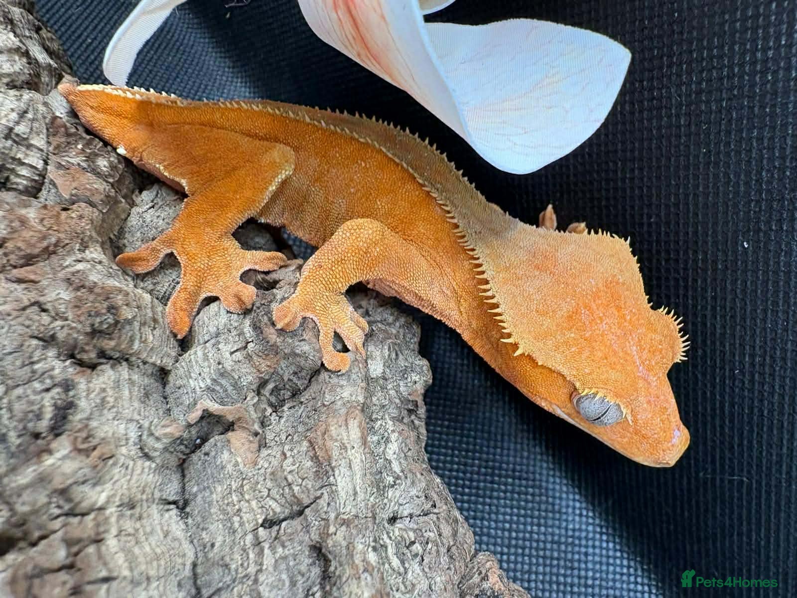 Gecko reptiles Crested Geckos - Advert 17