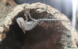 Dragon reptiles for sale: Baby Bearded Dragons  - Image 6
