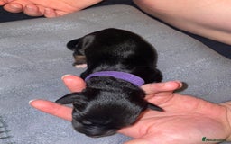Mixed Breed dogs for sale: Mixed breed puppies READY TO GO! - Image 28