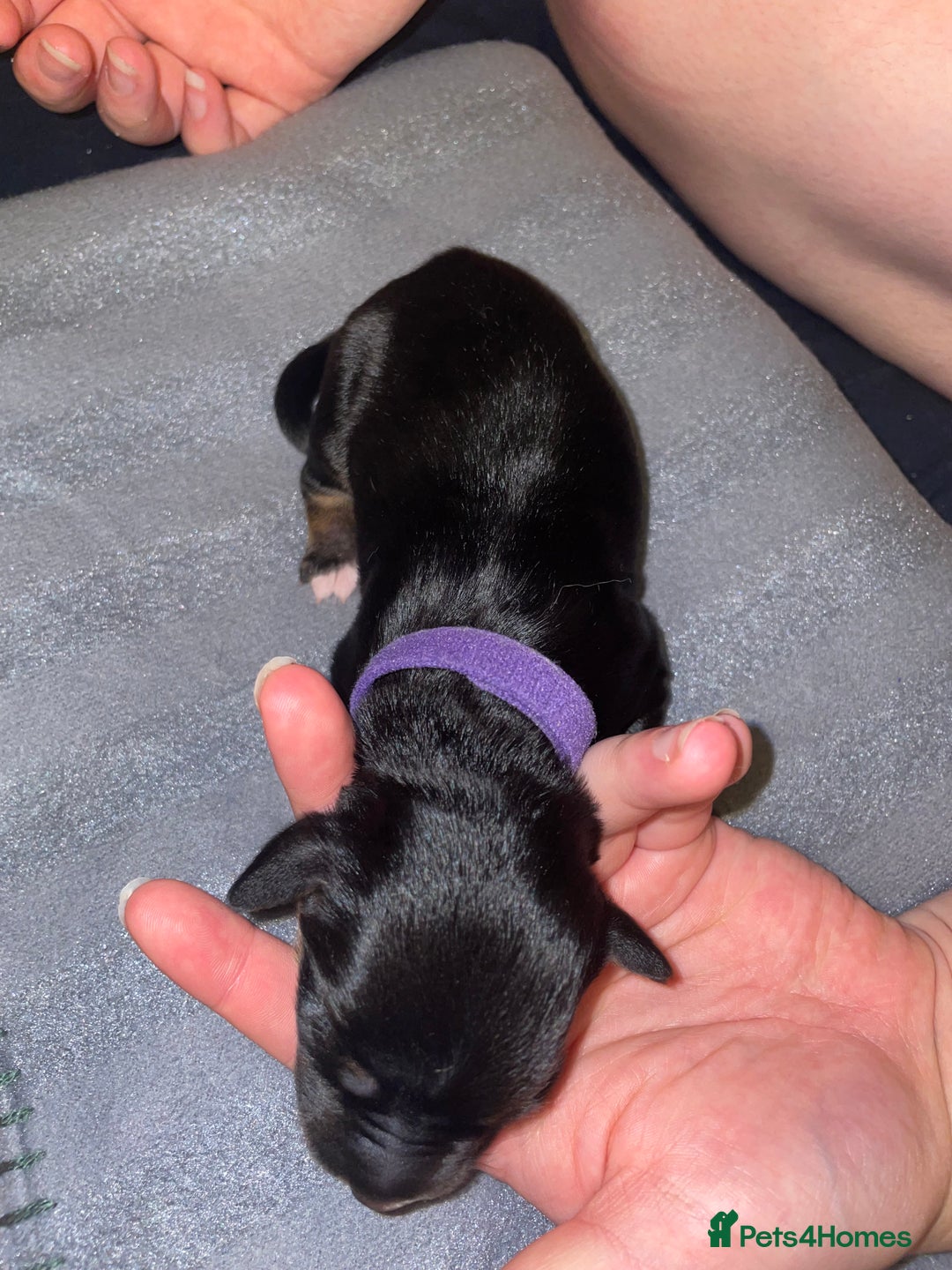 Mixed Breed dogs for sale: Mixed breed puppies READY TO GO! - Image 28