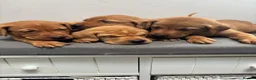 Labrador Retriever dogs for sale: 10 adorable fox red Labrador puppies  - Advert 12