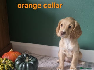 Cocker Spaniel dogs - Advert 19