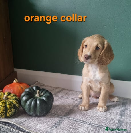 Cocker Spaniel dogs - Advert 3