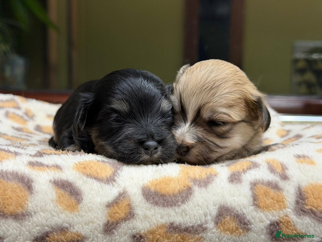 Havanese dogs for sale: Fabulous Havanese Puppies - Advert 8