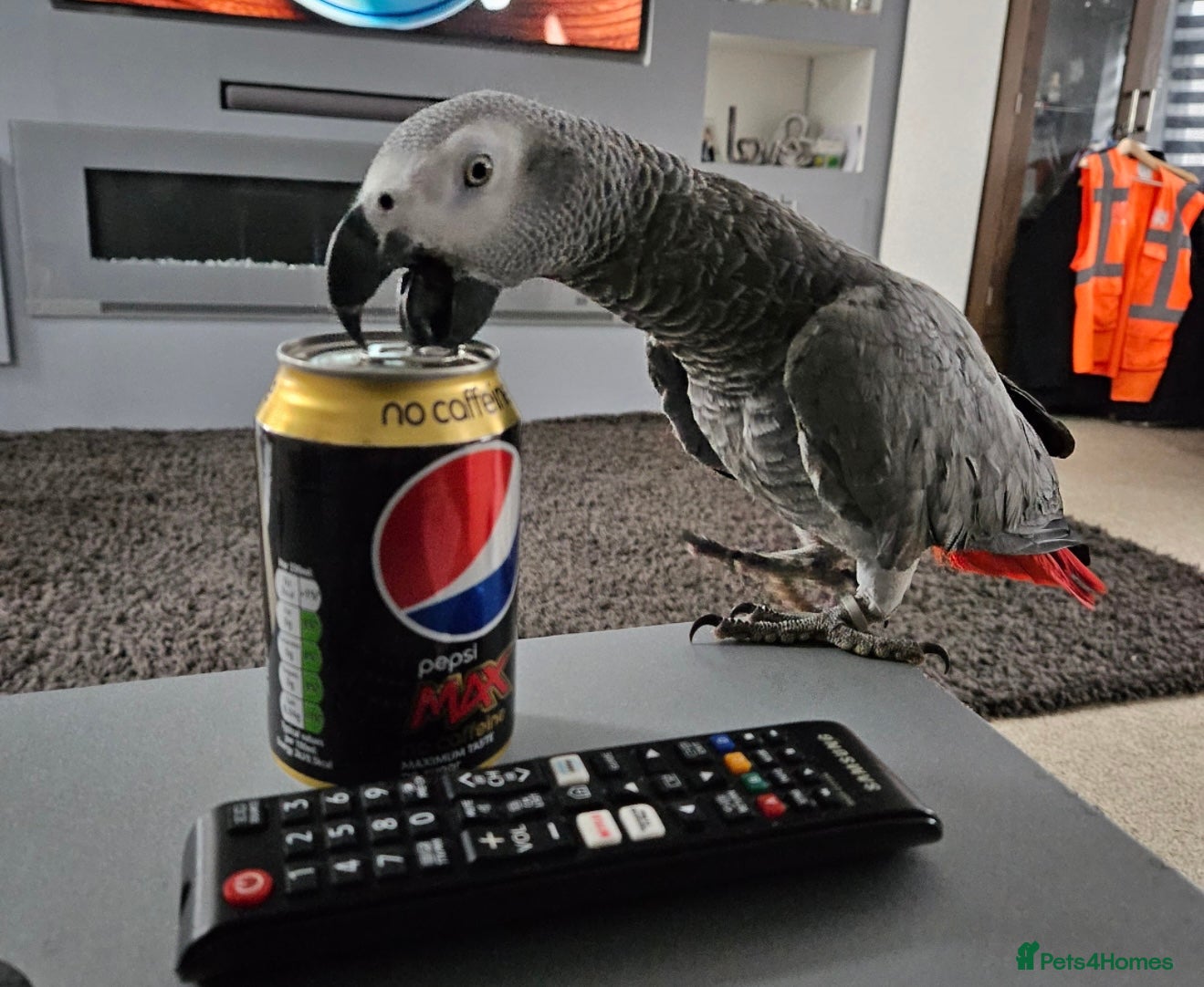 Parrots birds African Grey parrot for sale  - Advert 1