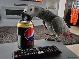 Parrots birds - Advert 2