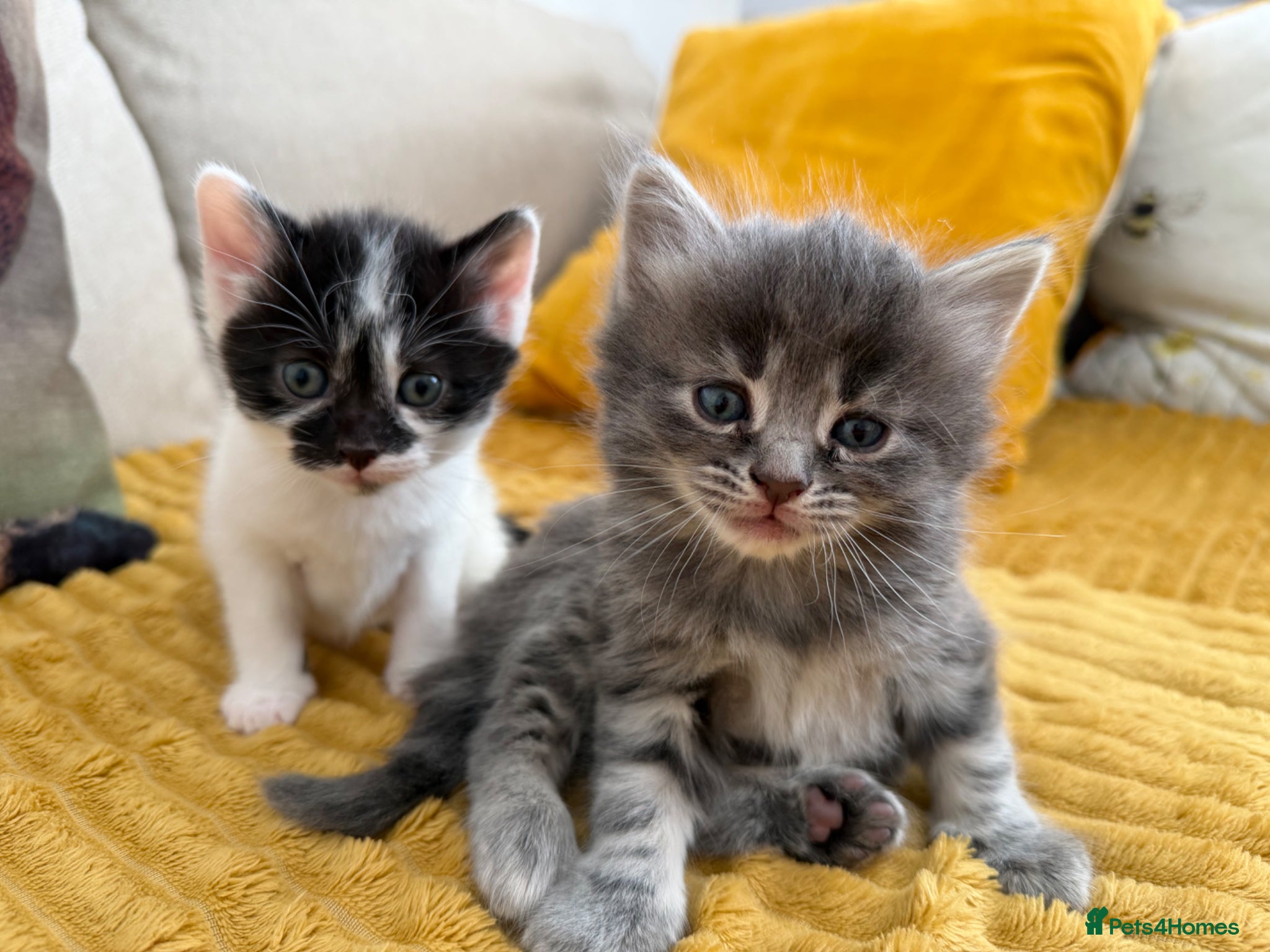 Mixed Breed cats for sale: Gorgeous, lovely Tabby kittens looking for home💕 - Advert 15
