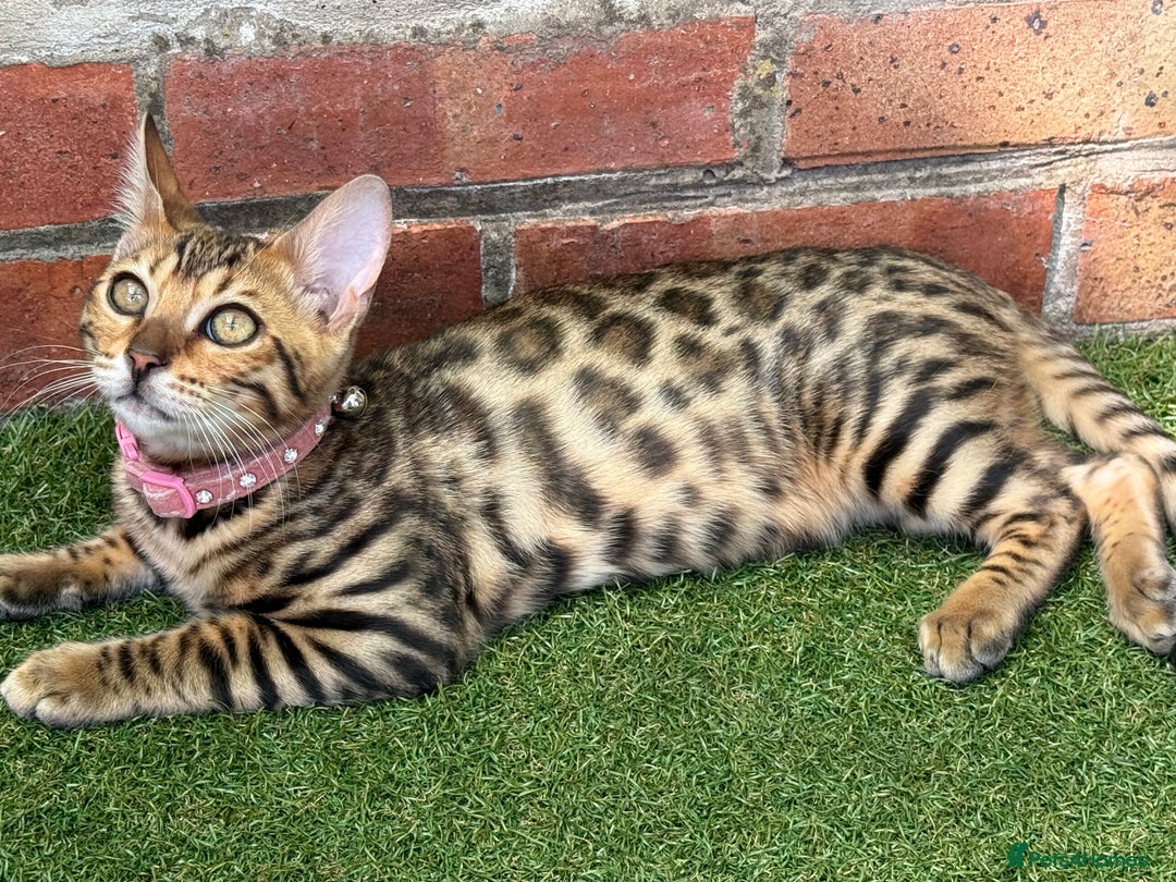 Bengal cats for sale: Boy and a girl bangle Kittin for sale - Image 4
