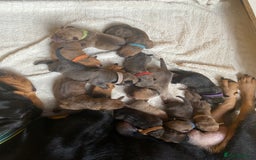 Mixed Breed dogs for sale: Rottweiler  ** taffy puppies - Image 2