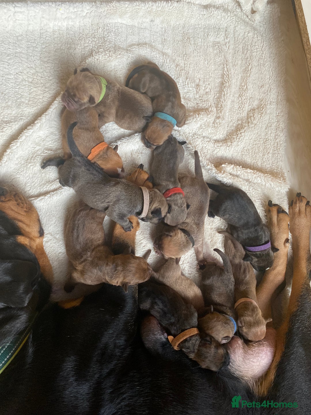 Mixed Breed dogs for sale: Rottweiler  ** taffy puppies - Image 2