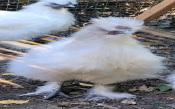 Chickens poultry for sale: Mixed Silkie chickens (Trio/all). Hatched 2025 - Image 4