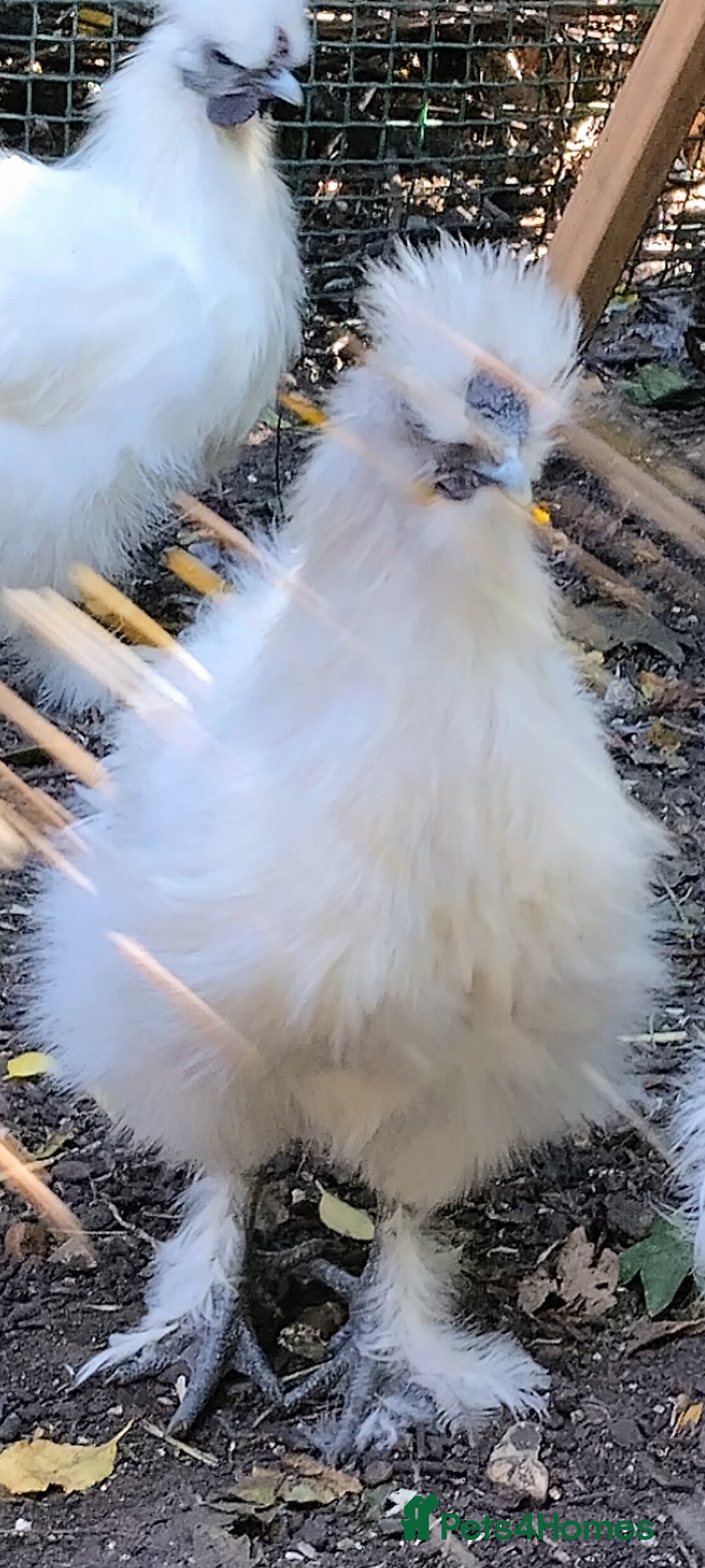 Chickens poultry for sale: Mixed Silkie chickens (Trio/all). Hatched 2025 - Image 4