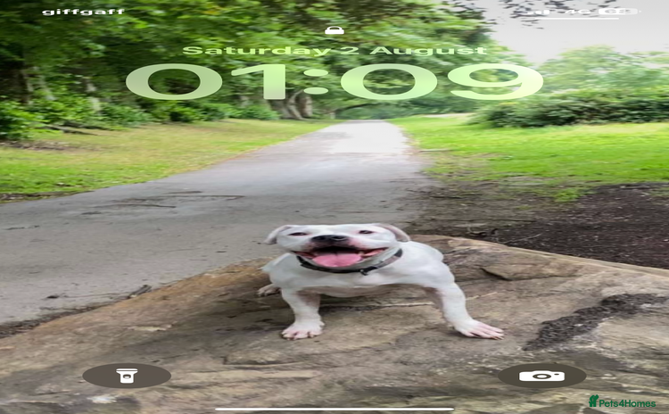 American Bull Staffy dogs - Advert 1