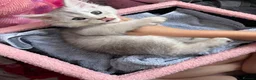 Maine Coon cats for sale: 1 British Longhair X Mainecoon 🩶 Male  - Advert 5