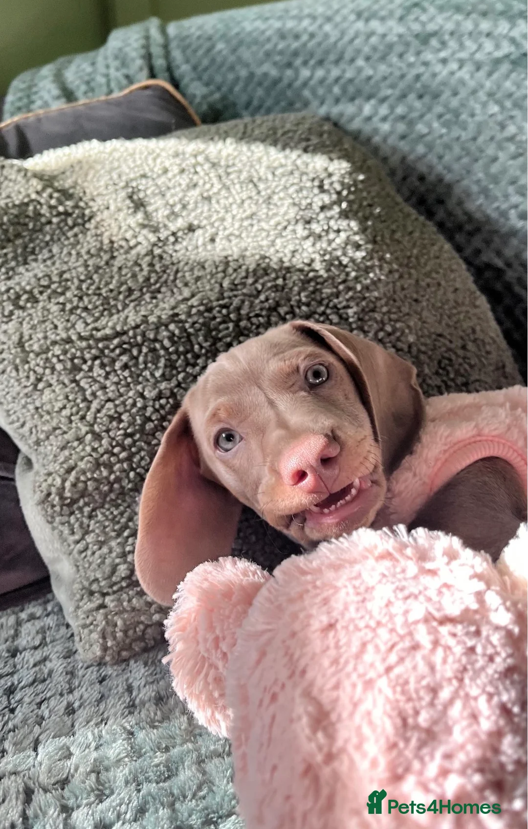 Dachshund dogs for sale: mini dachshund blue lilac - Advert 4