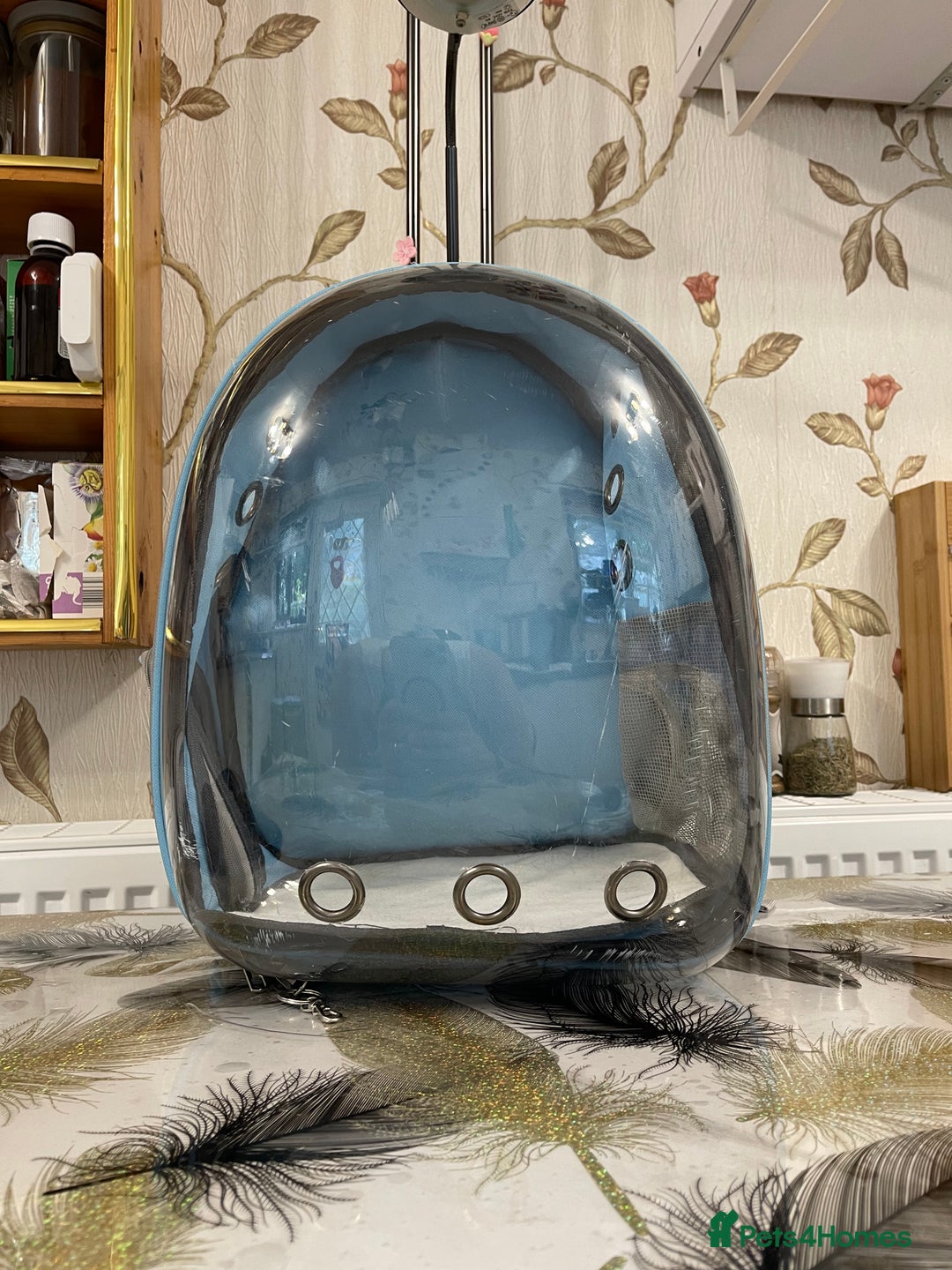 British Shorthair cats for sale: Pet Backpack Carrier Bubble  - Image 6