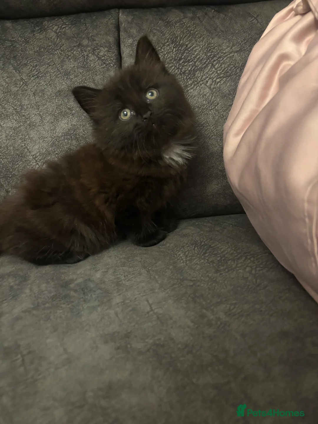Mixed Breed cats for sale: Bombay/Mainecoon Kittens  - Advert 23