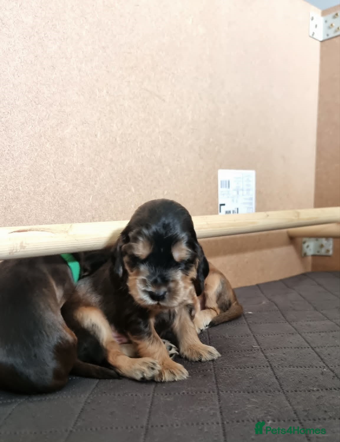 Cocker Spaniel dogs Show Cocker Spaniel Puppies- Champion Lineage🏆🐾 - Advert 2