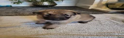German Shepherd dogs for sale: German Shepherd pups Straight back KC registered - Advert 9
