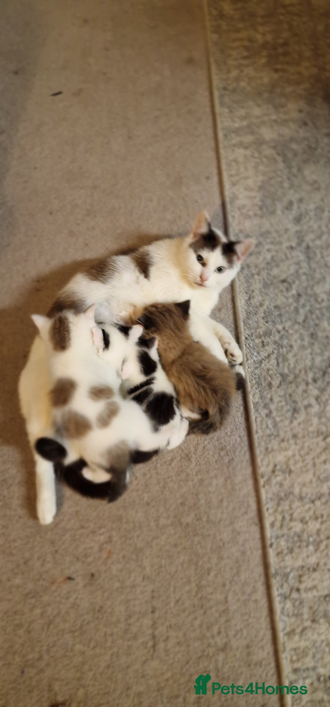 Mixed Breed cats for sale: Lovely Kittens  - Advert 1