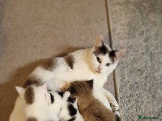 Mixed Breed cats Lovely Kittens - Advert 1