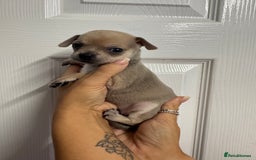 Chug dogs for sale: 6 beautiful chug puppies for sale ❤️ - Image 28