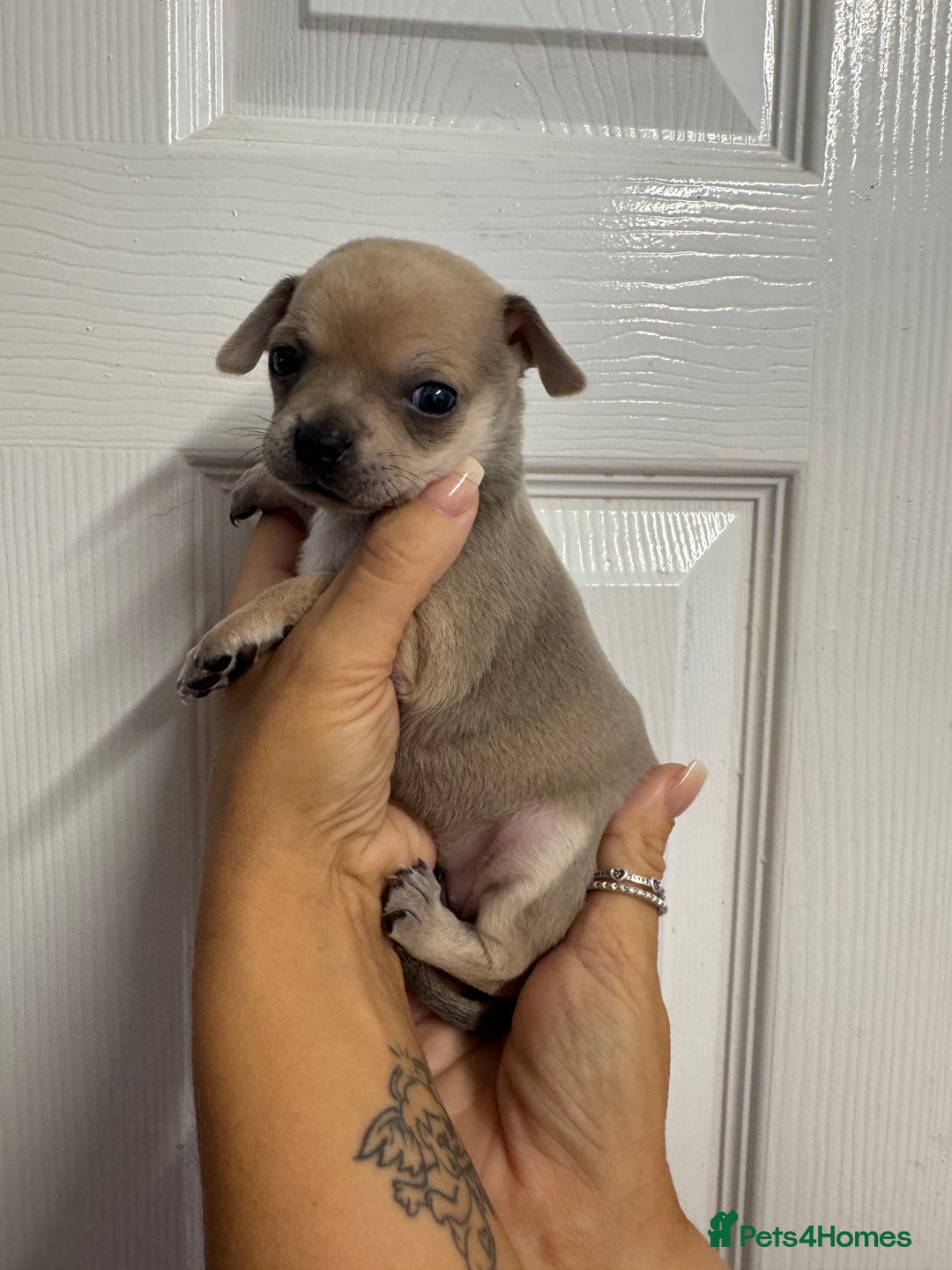 Chug dogs for sale: 6 beautiful chug puppies for sale ❤️ - Image 28