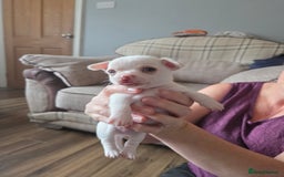 Chihuahua dogs for sale: Chihuahua puppies for sale - Image 5