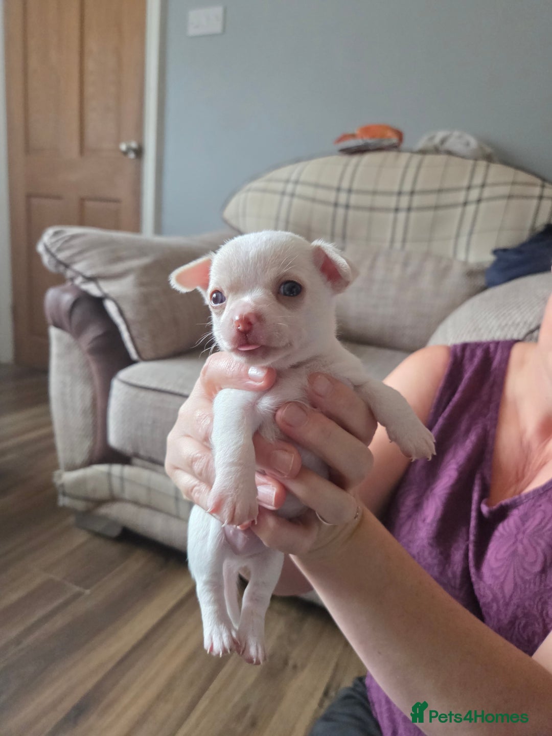 Chihuahua dogs for sale: Chihuahua puppies for sale - Image 5