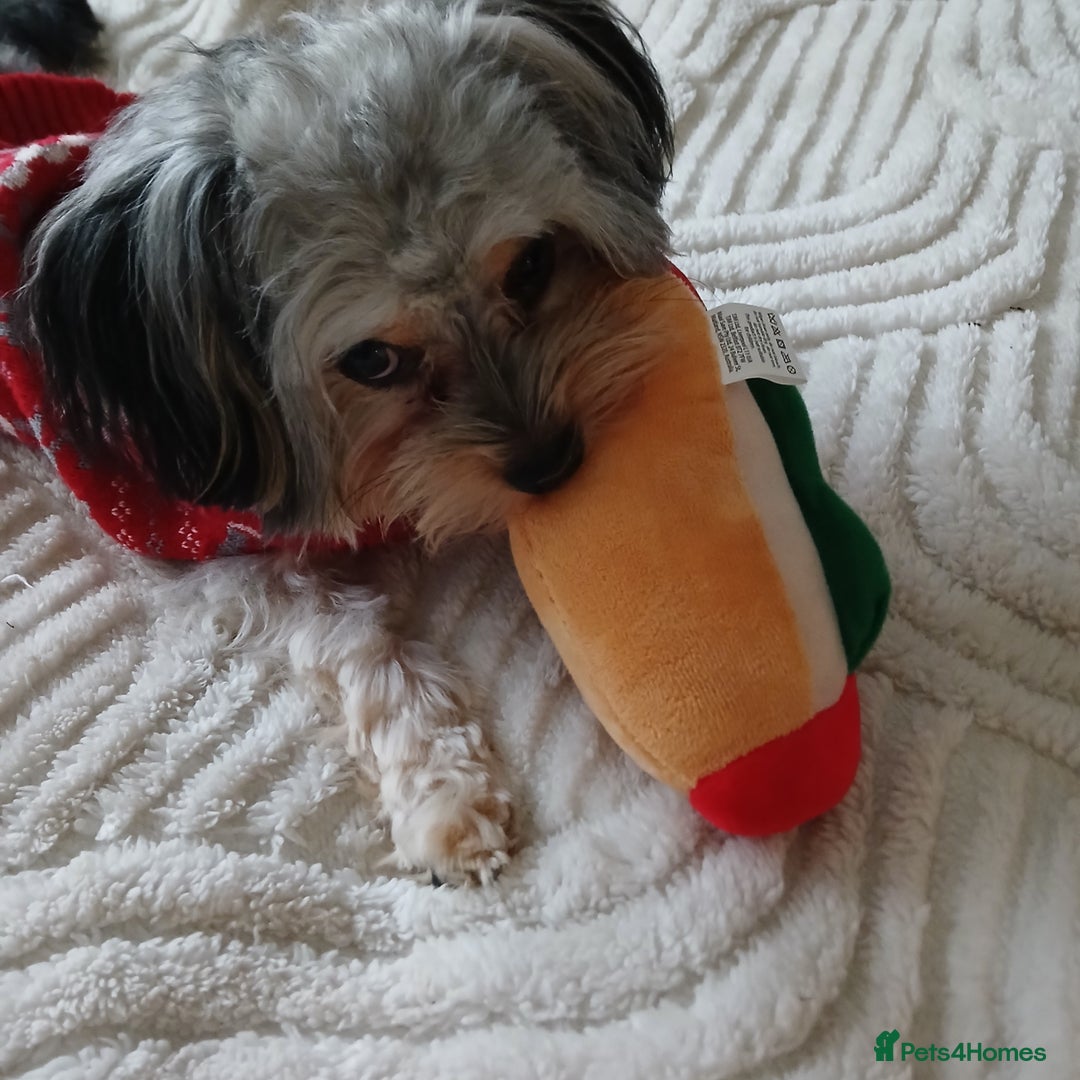 Chorkie dogs for sale: 12MTH OLD MALE CHORKIE FOR SALE - Advert 2