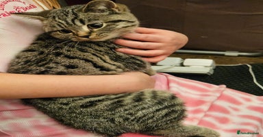 British Shorthair cats - Advert 14