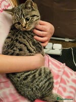 British Shorthair cats - Advert 11