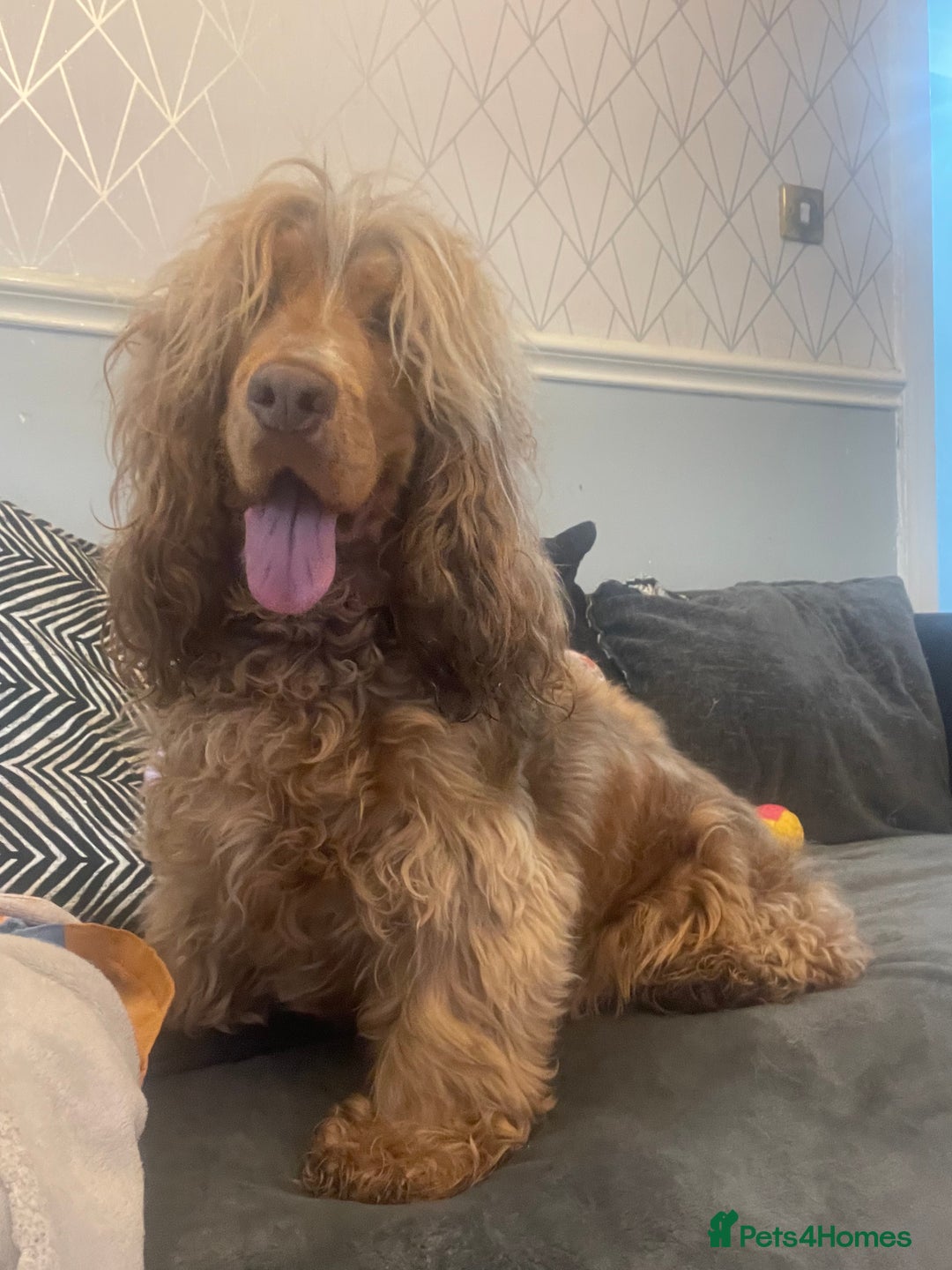 Cocker Spaniel dogs for sale: Show type cocker spaniels  - Image 29