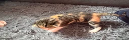 Mixed Breed cats for sale: Newborn kittens  - Advert 4