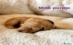 Cockapoo dogs for sale: Beautiful F1B cockapoo puppies  - Image 3