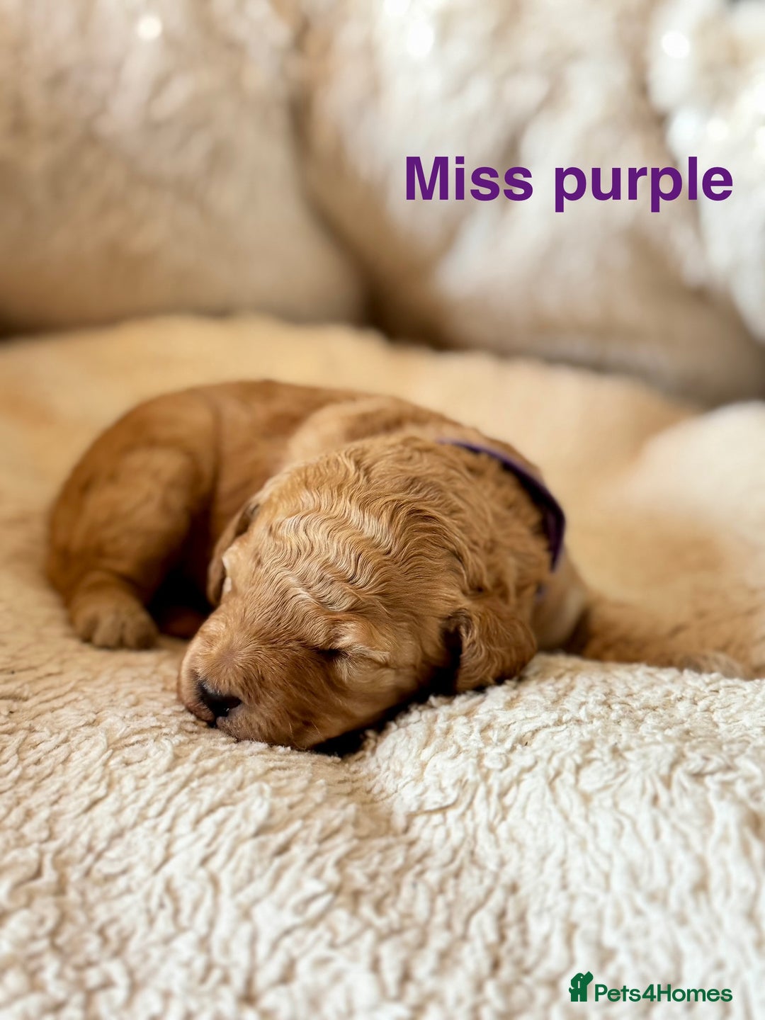Cockapoo dogs for sale: Beautiful F1B cockapoo puppies  - Image 3